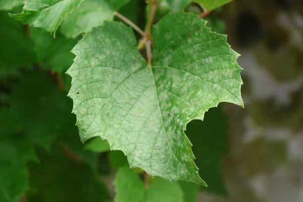 Groene Druivenbladeren Tuin Augustus — Stockfoto