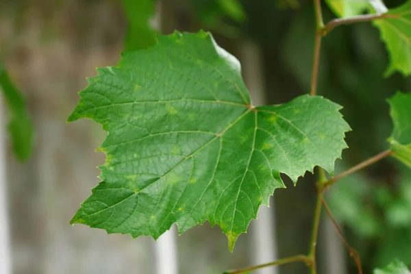 Зеленые Листья Винограда Саду Августе — стоковое фото