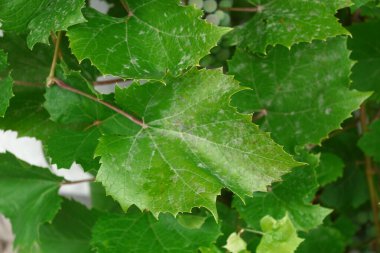Ağustosta bahçede yeşil üzüm yaprakları