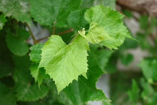 Green Grape Leaves Garden August — Stock Photo, Image