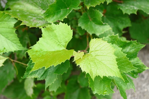 Ağustosta bahçede yeşil üzüm yaprakları