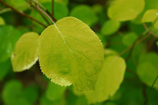 Зеленые Листья Саду Августе — стоковое фото