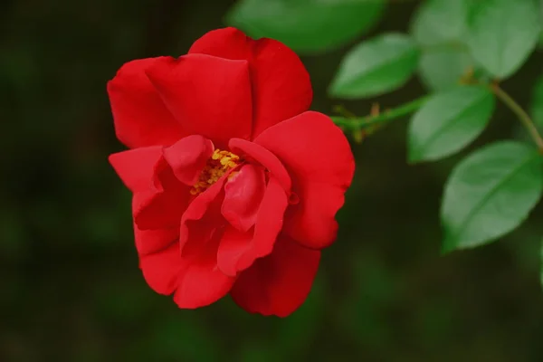 Κόκκινο Τριαντάφυλλο Στον Κήπο Τον Αύγουστο — Φωτογραφία Αρχείου