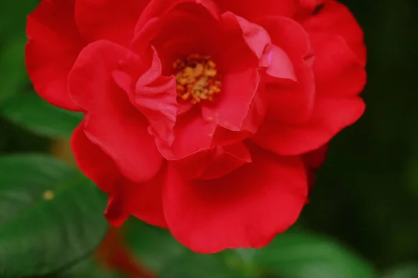 Rose Rouge Dans Jardin Août — Photo