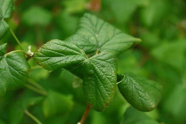 Zielone Liście Ogrodzie Sierpniu — Zdjęcie stockowe