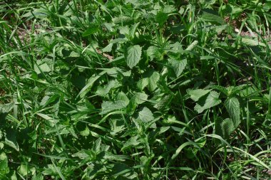 Ağustosta bahçede yeşil çimenler