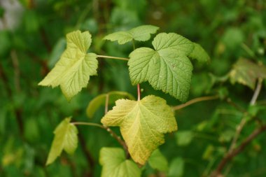 Ağustosta bahçede üzümlü yeşil yapraklar