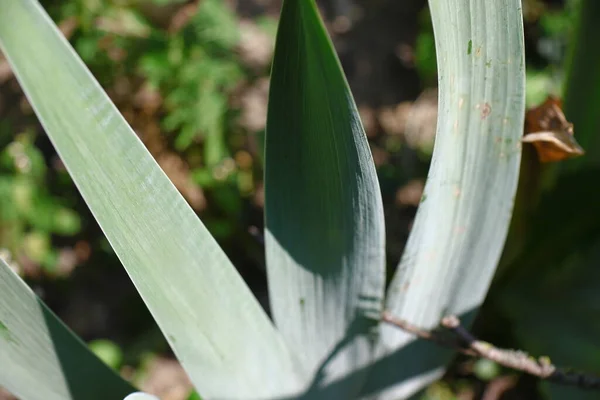 Herbe Verte Dans Jardin Août — Photo