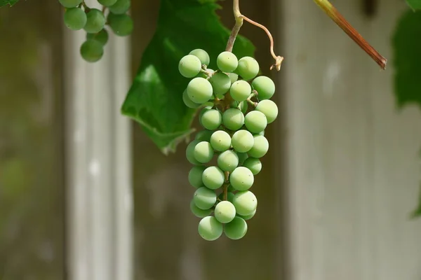 Uvas Verdes Jardim Agosto — Fotografia de Stock