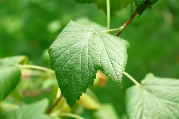 Groene Bladeren Van Bessenstruik Tuin Augustus — Stockfoto