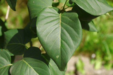 Ağustosta bahçede yeşil yapraklar