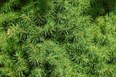 Ağustosta bahçede yeşil bir Noel ağacının dalı