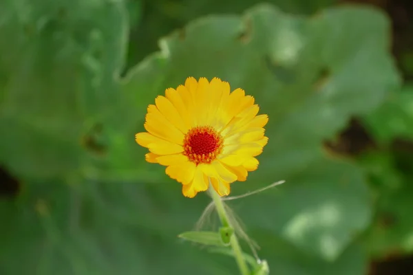 Ağustosta Bahçede Sarı Çiçek — Stok fotoğraf