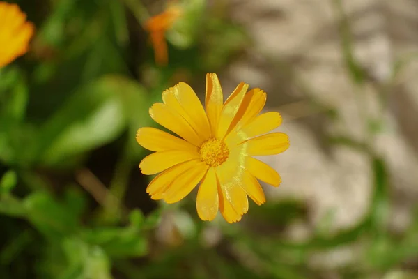 Flor Amarela Jardim Agosto — Fotografia de Stock