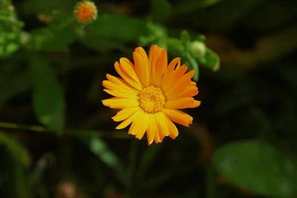 Flor Amarela Jardim Agosto — Fotografia de Stock