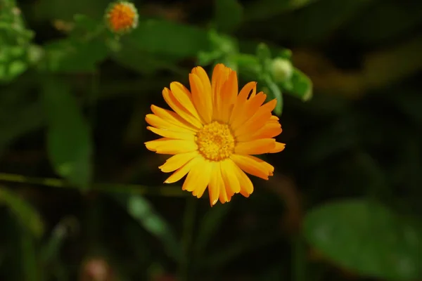 Gul Blomma Trädgården Augusti — Stockfoto