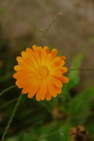 八月花园里的黄花 — 图库照片