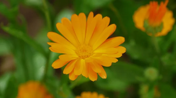 Flor Amarela Jardim Agosto — Fotografia de Stock