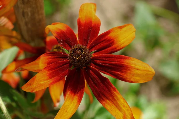 Flor Amarilla Jardín Agosto — Foto de Stock