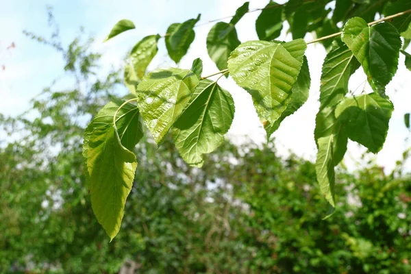 Folhas Verdes Árvores Jardim Agosto — Fotografia de Stock