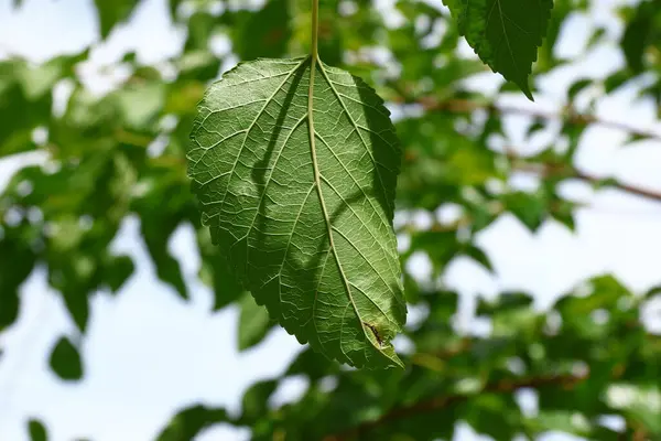 Hojas Verdes Árboles Jardín Agosto — Foto de Stock