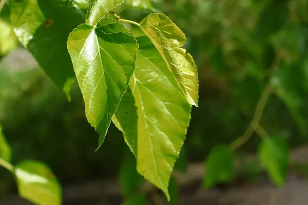 Hojas Verdes Árboles Jardín Agosto — Foto de Stock