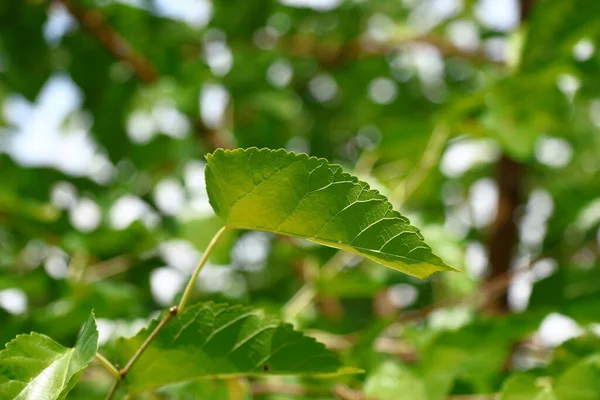 Foglie Verdi Alberi Nel Giardino Agosto — Foto Stock