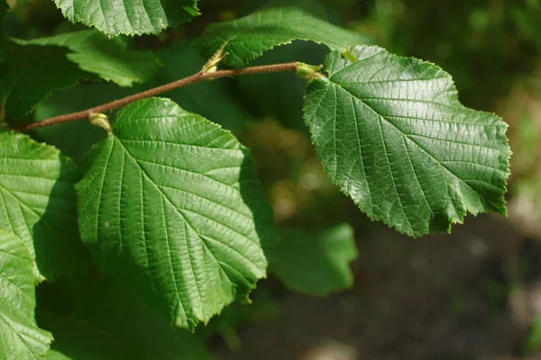 Foglie Verdi Alberi Nel Giardino Agosto — Foto Stock