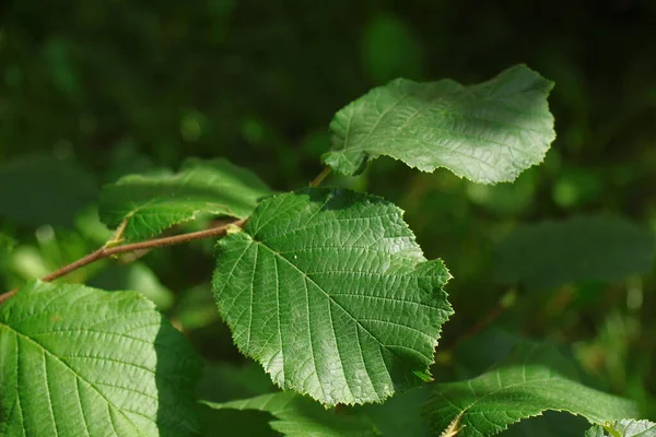 Folhas Verdes Árvores Jardim Agosto — Fotografia de Stock