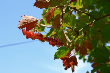 Gökyüzü arka planında kırmızı viburnum çalısı