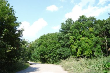 Yeşil çimenli ve yollu tarla