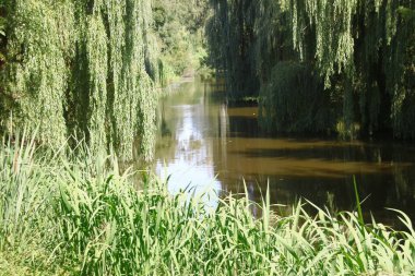 Ağustosta parkta ağaçlar ve yeşil yapraklar