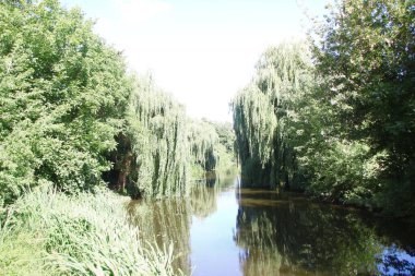 Ağustosta parkta ağaçlar ve yeşil yapraklar