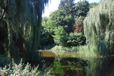 Ağustosta parkta ağaçlar ve yeşil yapraklar