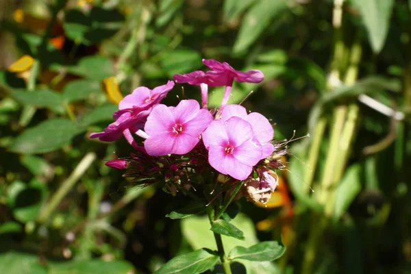 Små Rosa Blommor Med Kronblad Trädgården — Stockfoto