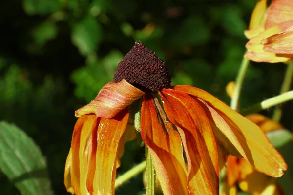 Gele Bloemen Tuin Augustus — Stockfoto