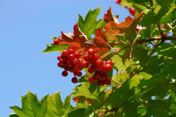 Vermelho Viburnum Arbusto Fundo Céu — Fotografia de Stock