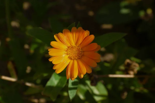 八月花园里的黄花 — 图库照片