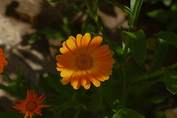 Жовті Квіти Саду Серпні — стокове фото