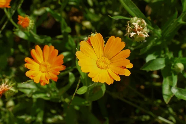 Sárga Virágok Kertben Augusztusban — Stock Fotó
