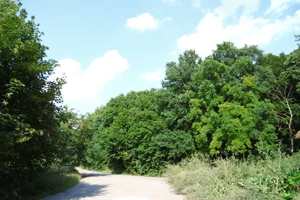 Veld Met Groen Gras Weg — Stockfoto