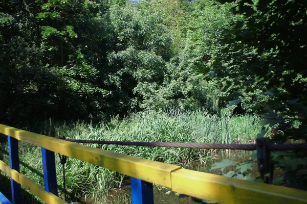 Bäume Und Grünes Laub August Park — Stockfoto