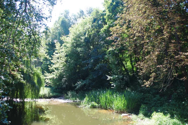 8月に公園内の木々や緑の葉 — ストック写真