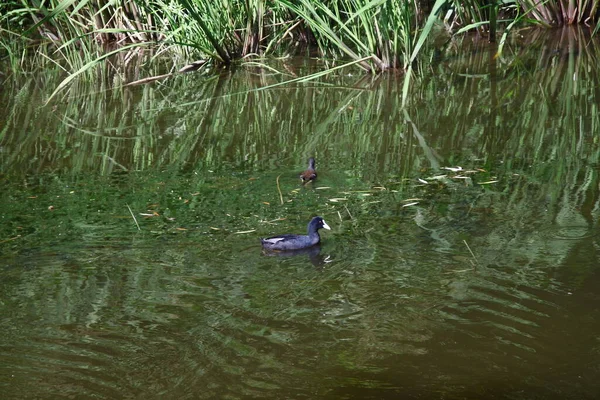 8月の公園の池の水の上の野生のアヒル — ストック写真