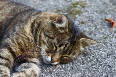 Kedi çiftlikteki bahçenin yanındaki asfaltta uyuyor.