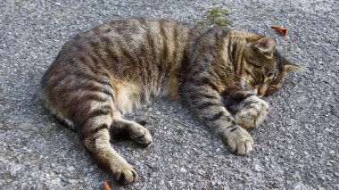 Kedi çiftlikteki bahçenin yanındaki asfaltta uyuyor.