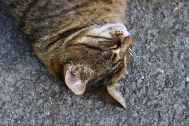 Kedi çiftlikteki bahçenin yanındaki asfaltta uyuyor.