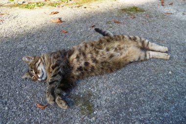 Kedi çiftlikteki bahçenin yanındaki asfaltta uyuyor.