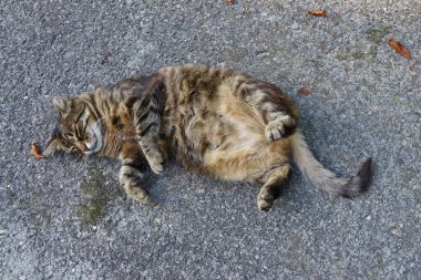 Kedi çiftlikteki bahçenin yanındaki asfaltta uyuyor.