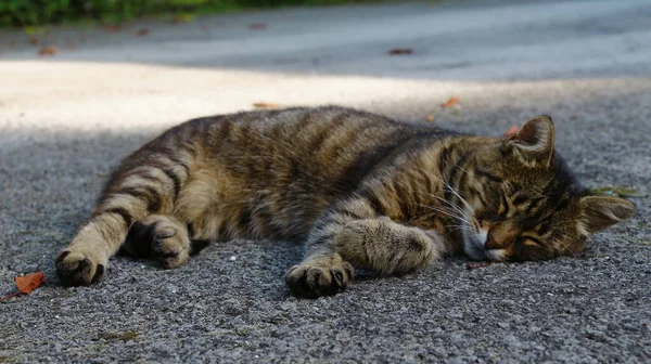 Katten Sover Asfalten Nær Haven Gården - Stock-foto